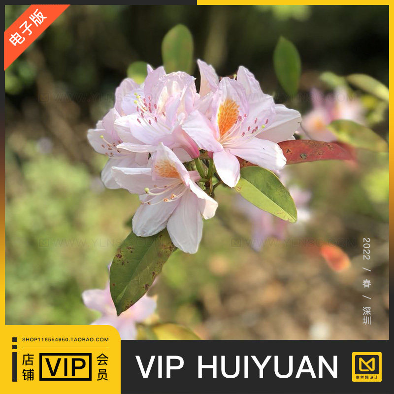 会员VIP全店任意下绘画插画动漫线稿3d通道贴图su材质纹理ps素材