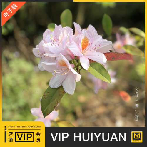 会员VIP全店任意下绘画插画动漫线稿3d通道贴图su材质纹理ps素材