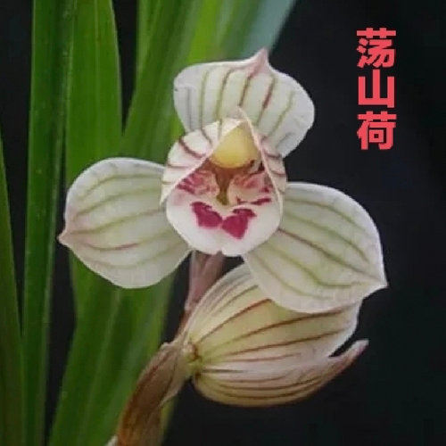 莲瓣兰花苗名品客厅幽香包邮花卉