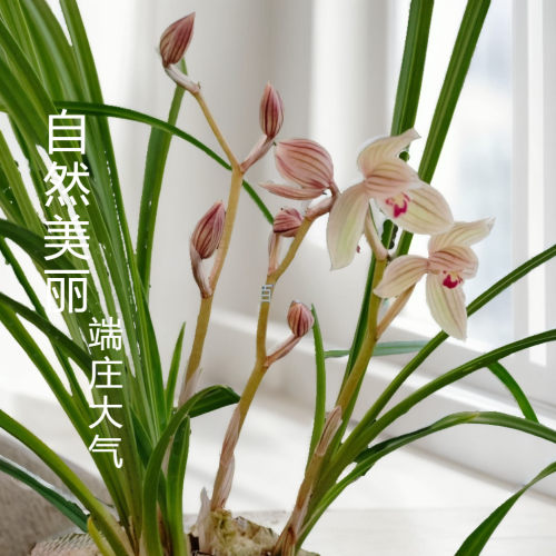 云南莲瓣兰花紫熙荷色彩艳丽香气宜人优质室内绿植盆栽实拍包邮