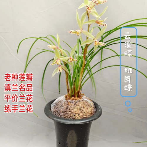 云南莲瓣兰花云溪蝶桃园蝶老种滇兰铭品办公桌面室内绿植盆栽花卉