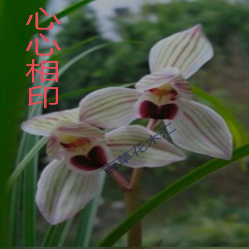 云南莲瓣兰花铭品心心相印绿植