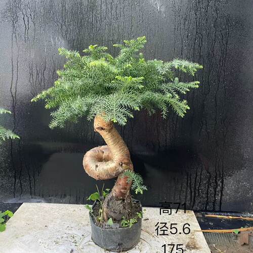 发顺丰澳洲杉盆景 不老松造型提根盆栽澳大利亚杉 欧洲杉客厅