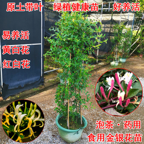 金银花盆栽爬藤爬藤植物可食用