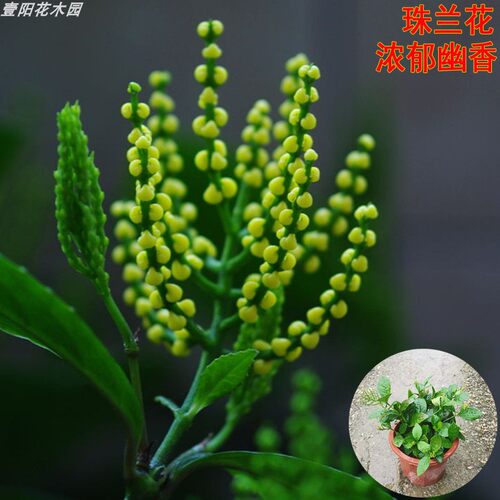 鸡爪兰大苗黄花珠兰花苗盆栽