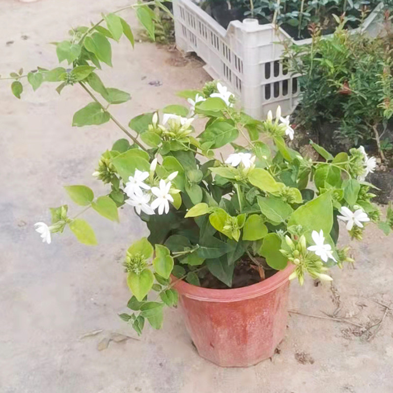 笔尖茉莉花苗开花浓香盆栽当年开花不断室内外庭院木本花卉毛茉莉