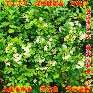 九里香盆栽树苗四季开花常青浓香花苗七里香绿植室外阳台驱蚊植物