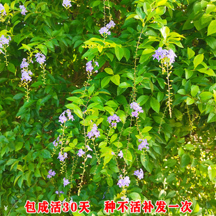 黄金叶树苗 金叶假连翘 金叶女贞 雪梅 绿化地小苗银连翘苗番仔刺