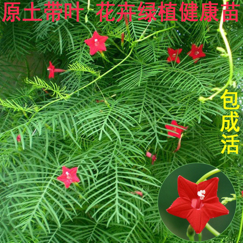 大棵茑萝盆栽 羽叶茑萝苗盆栽 庭院阳台爬藤植物 五角星花苗
