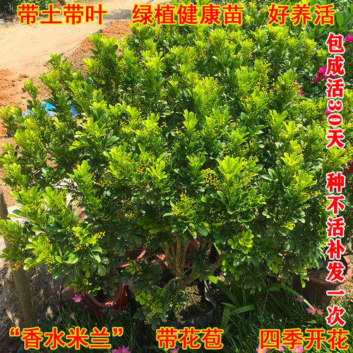 米兰花盆栽树苗浓香型四季开花