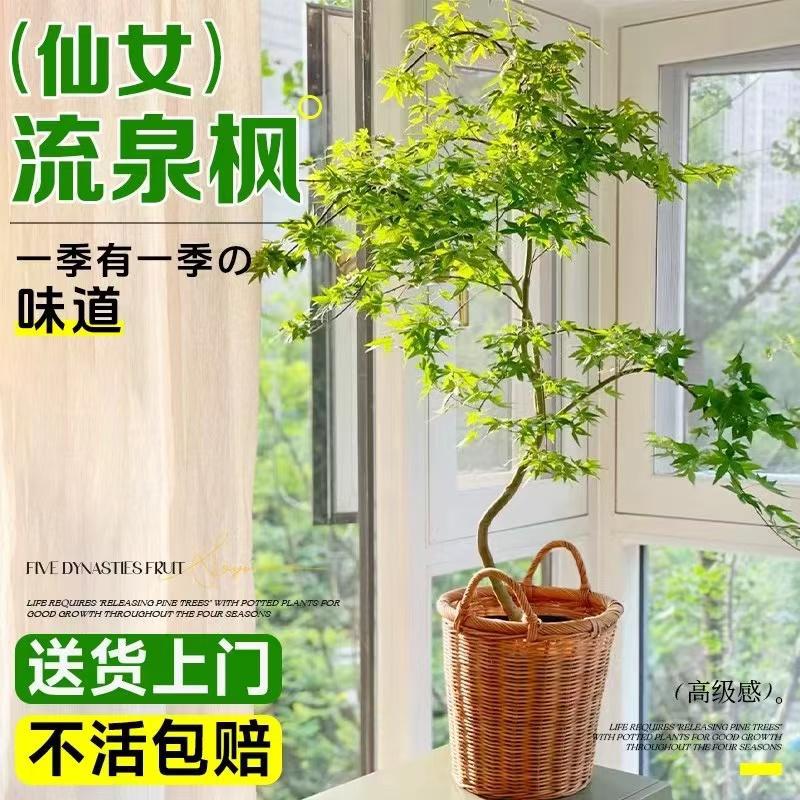 造型黄金流泉枫盆栽室内客厅书房植物七本枫树网红禅意办公室盆景