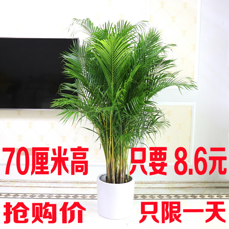 散尾葵盆栽 凤尾竹室内客厅大型l绿植盆栽袖珍椰子 富贵椰子盆栽