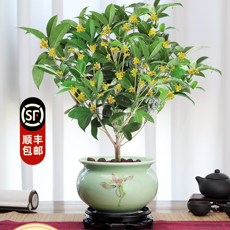 桂花树苗盆栽四季开花植物室内外花卉浓香好养阳台小绿植盆景月桂