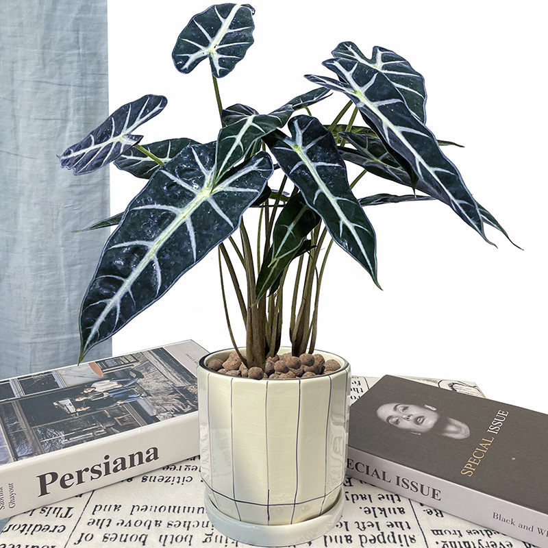 小仙女竹芋海芋黑叶花卉盆栽植物室内花桌面净化空气吸盆景甲醛