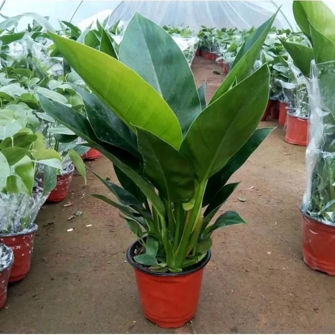 大叶金钻四季常青吸甲醛净化空气植物室内绿植客厅桌面好养活盆栽