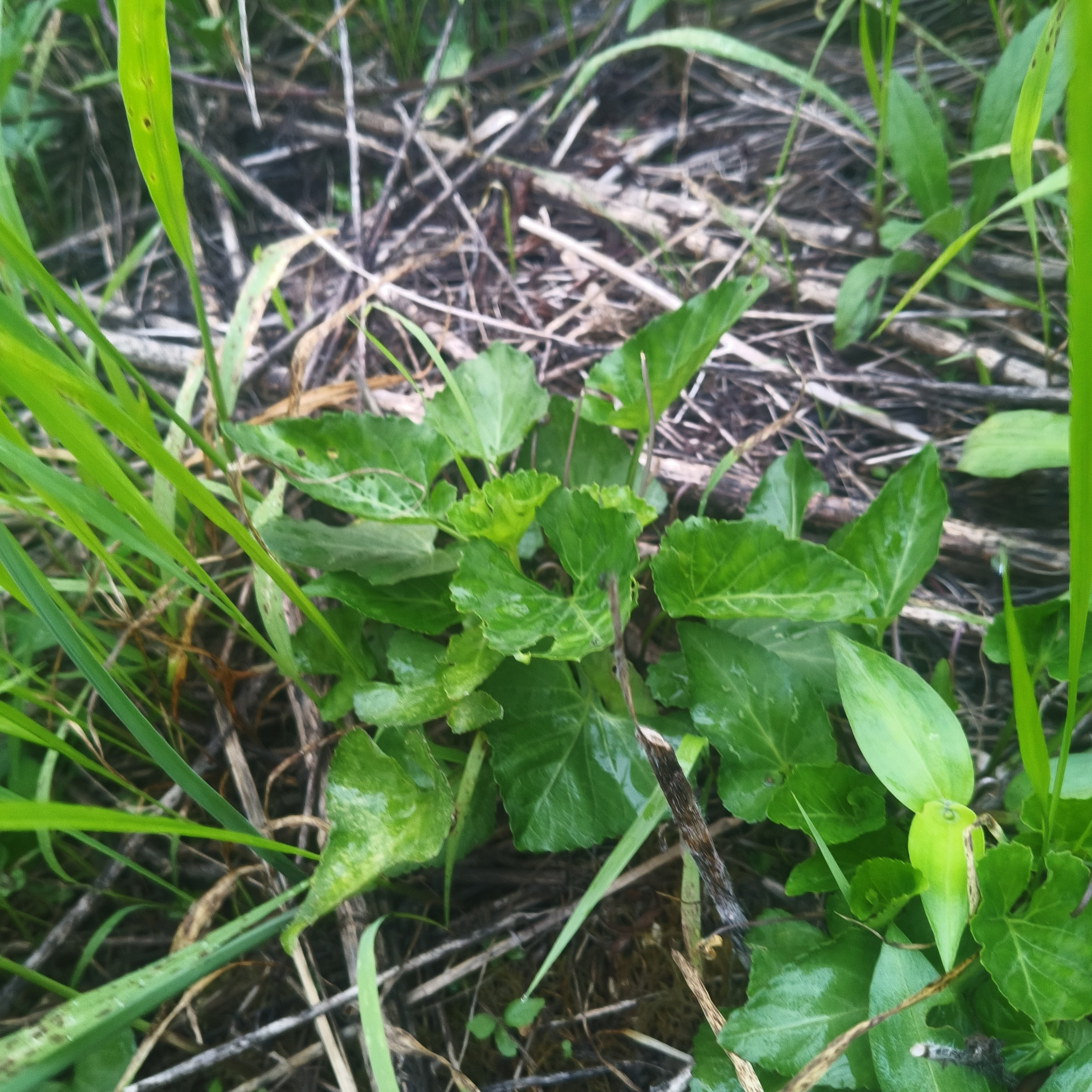 紫花地丁自家山上现挖新鲜带根新货没打药种苗