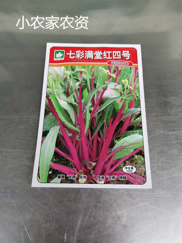 武汉文鼎农业 七彩满堂红四号 红菜苔种子高产紫红菜苔四季蔬菜孑
