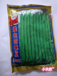 8036菜豆种子矮生早熟四季豆种子无架刀豆种子地豆种子400克高产