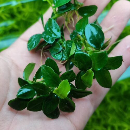 迷你日本水榕水草鱼缸造景迷你榕前景矮水草鱼缸沉木生命之树造景