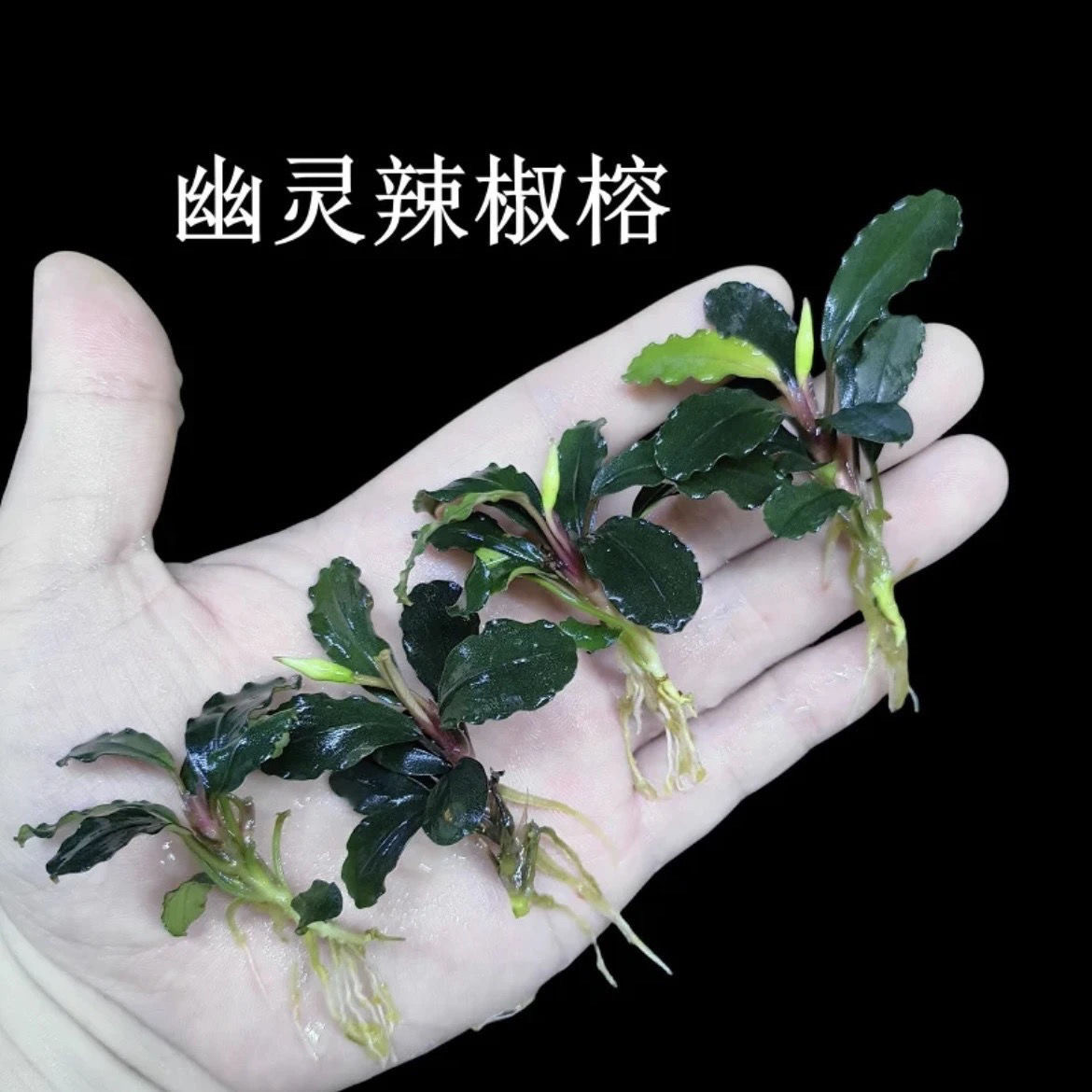 蓝精灵幽灵辣椒榕鱼缸造景日本迷水草