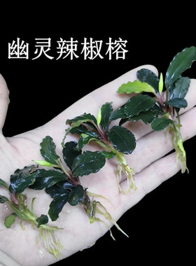 蓝精灵幽灵辣椒榕鱼缸造景日本迷你榕沉木水榕水草装饰高端水草