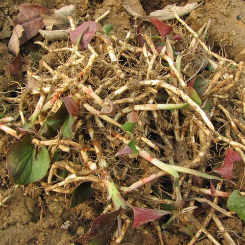 3斤贵州农家现挖四川新鲜折耳根