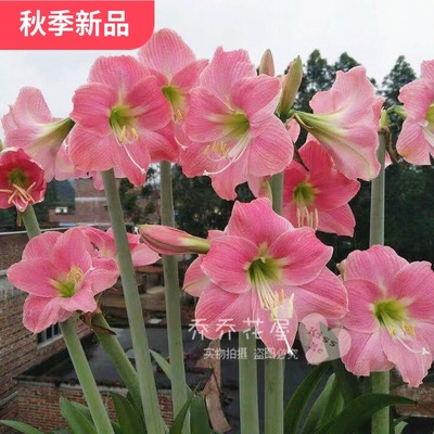 进口南非单瓣朱顶红种球现货