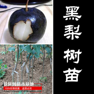 果树苗嫁接梨树苗 意大利黑梨苗 凯瑞普梨子苗南北方种植当年结果