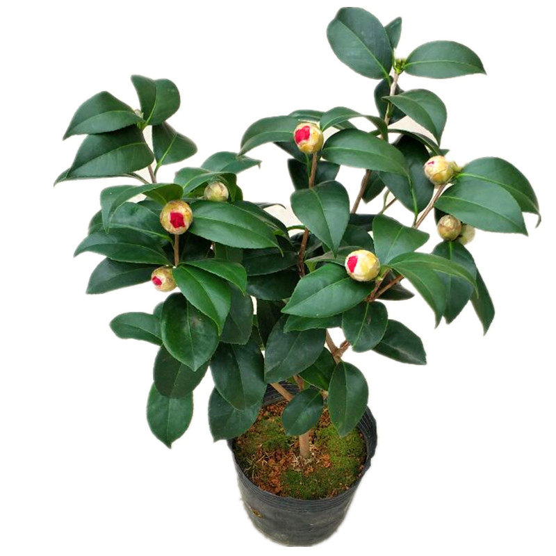 七巧茶花苗带苞盆栽福建朱砂国宝品种山茶花卉四季阳台庭院绿植