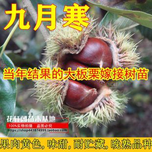 九月寒板栗树苗包成活 当年结果的大板栗嫁接树苗当年结果