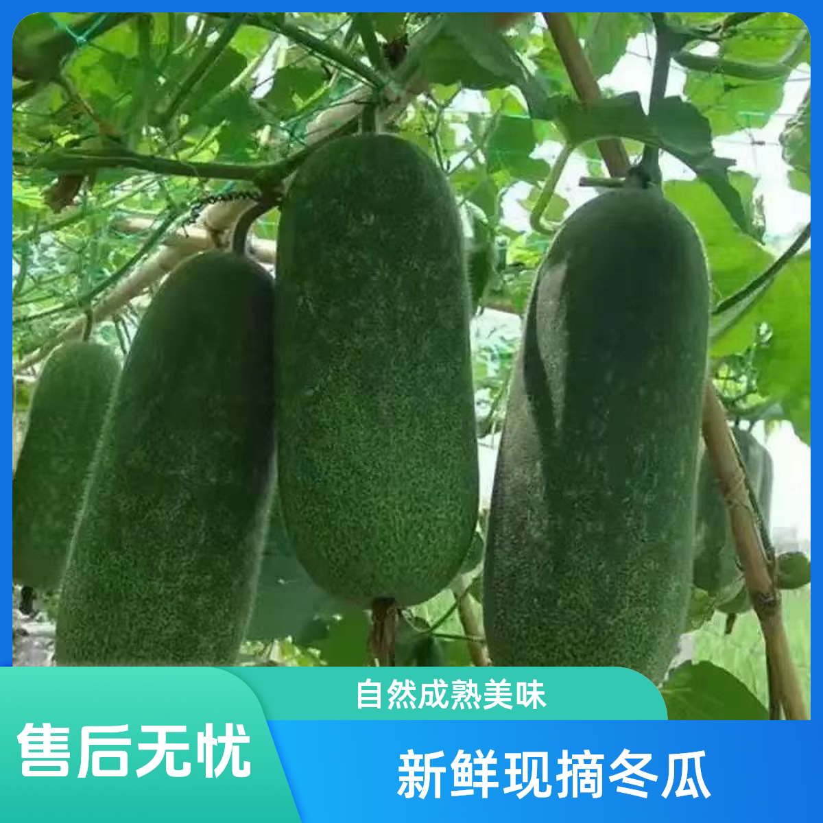 广西新鲜现摘蔬菜农家冬瓜毛节瓜正宗清甜小冬瓜当季煲汤爽口