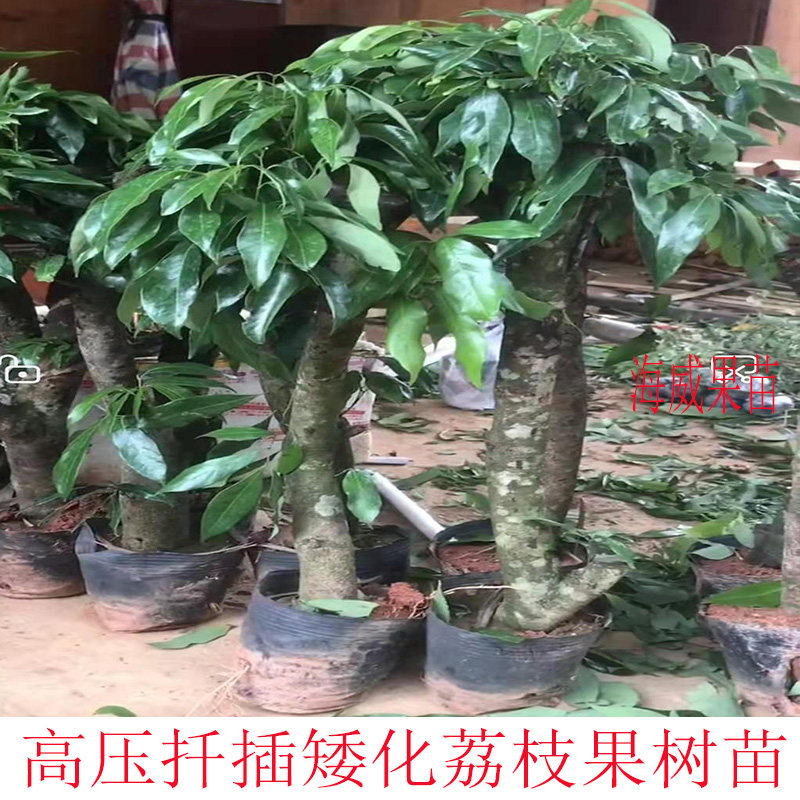 桂味无核妃子笑鸡嘴白糖樱高压扦插矮化荔枝果树苗庭院种植