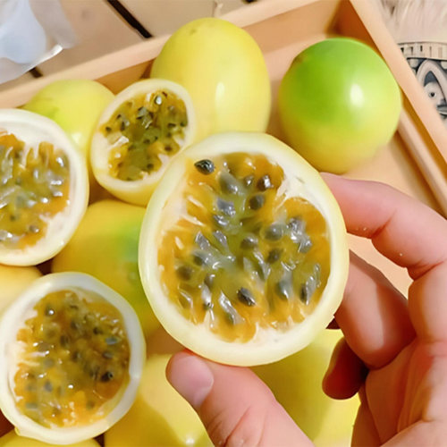 广西黄金百香果树苗芭乐味百香果台农紫香四季