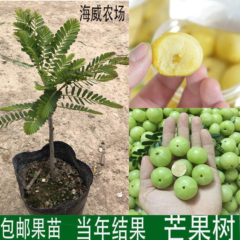 油甘果苗余甘果苗 嫁接油牛甘子橄榄果树苗油甘仔树苗耐寒果树苗