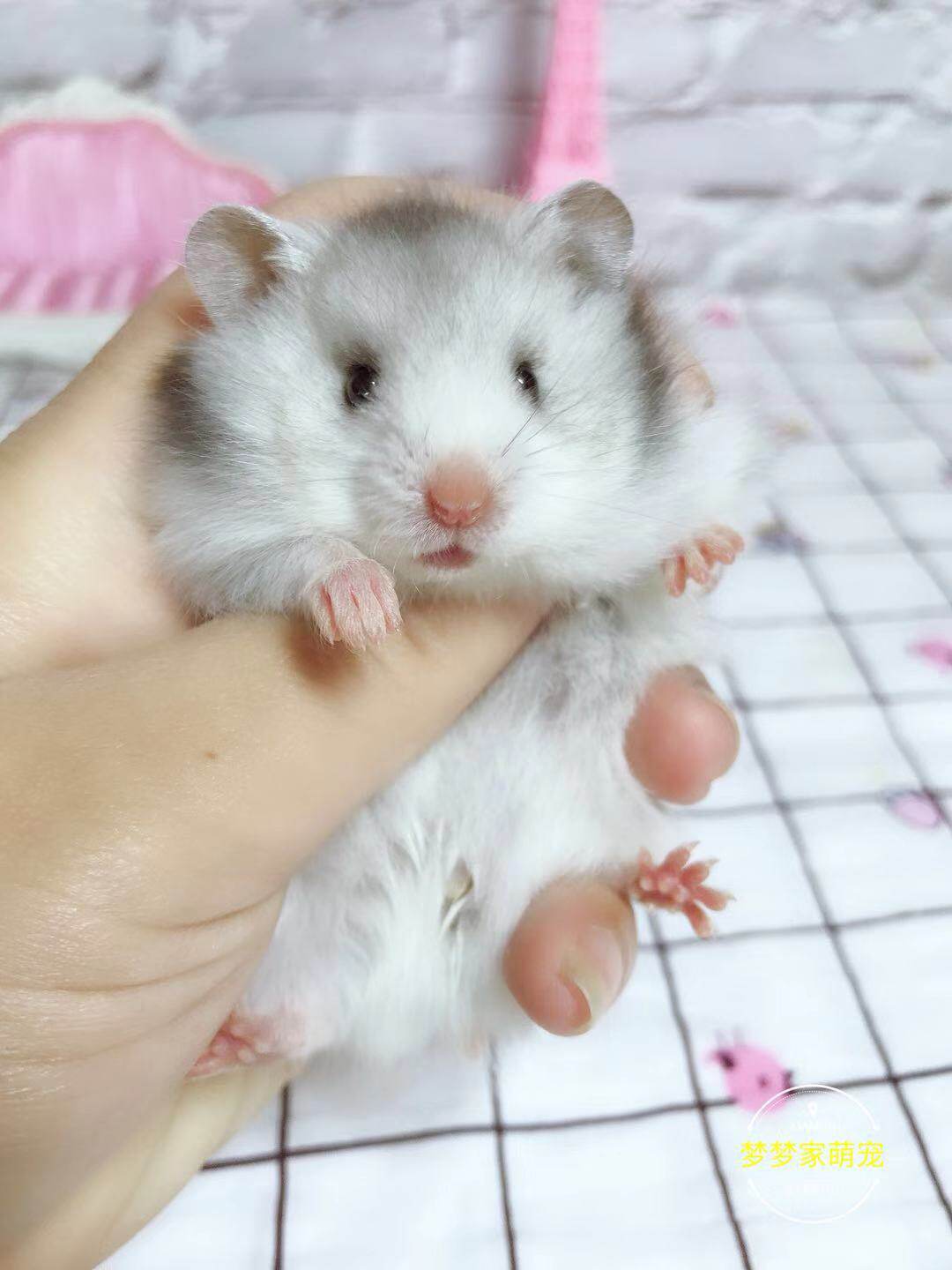 家养纯银熊类仓鼠