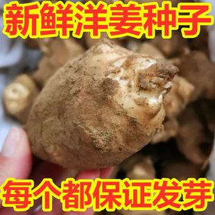 新鲜现挖现发洋姜鬼子姜种籽带芽洋姜苗菊芋姜姜不辣腌菜姜种子
