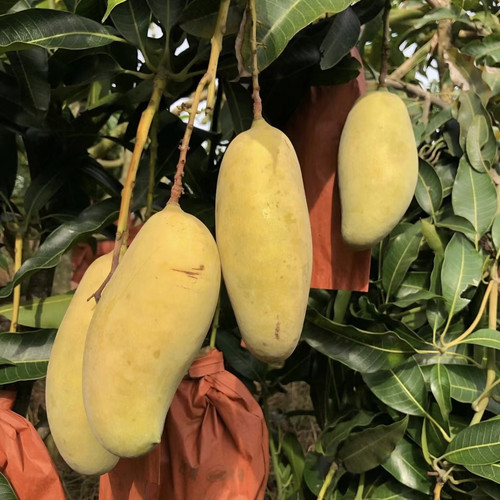 云南晚熟芒果【大果】生熟都可以吃香甜多汁【有花皮介意勿拍】