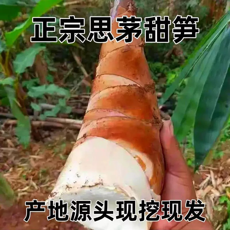 甜龙笋云南普洱新鲜竹笋酸竹笋新鲜嫩笋尖竹