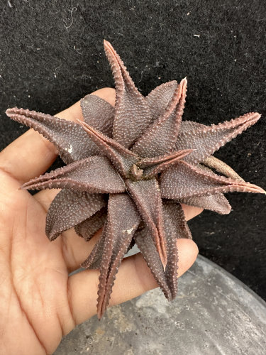 黑王寿硬叶十二卷多肉植物