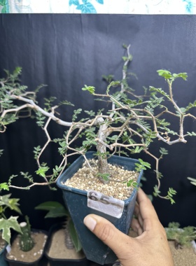 滔天橄榄Commiphora monstruosa实生潮流块根植物
