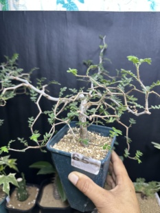 滔天橄榄Commiphora monstruosa实生潮流块根植物