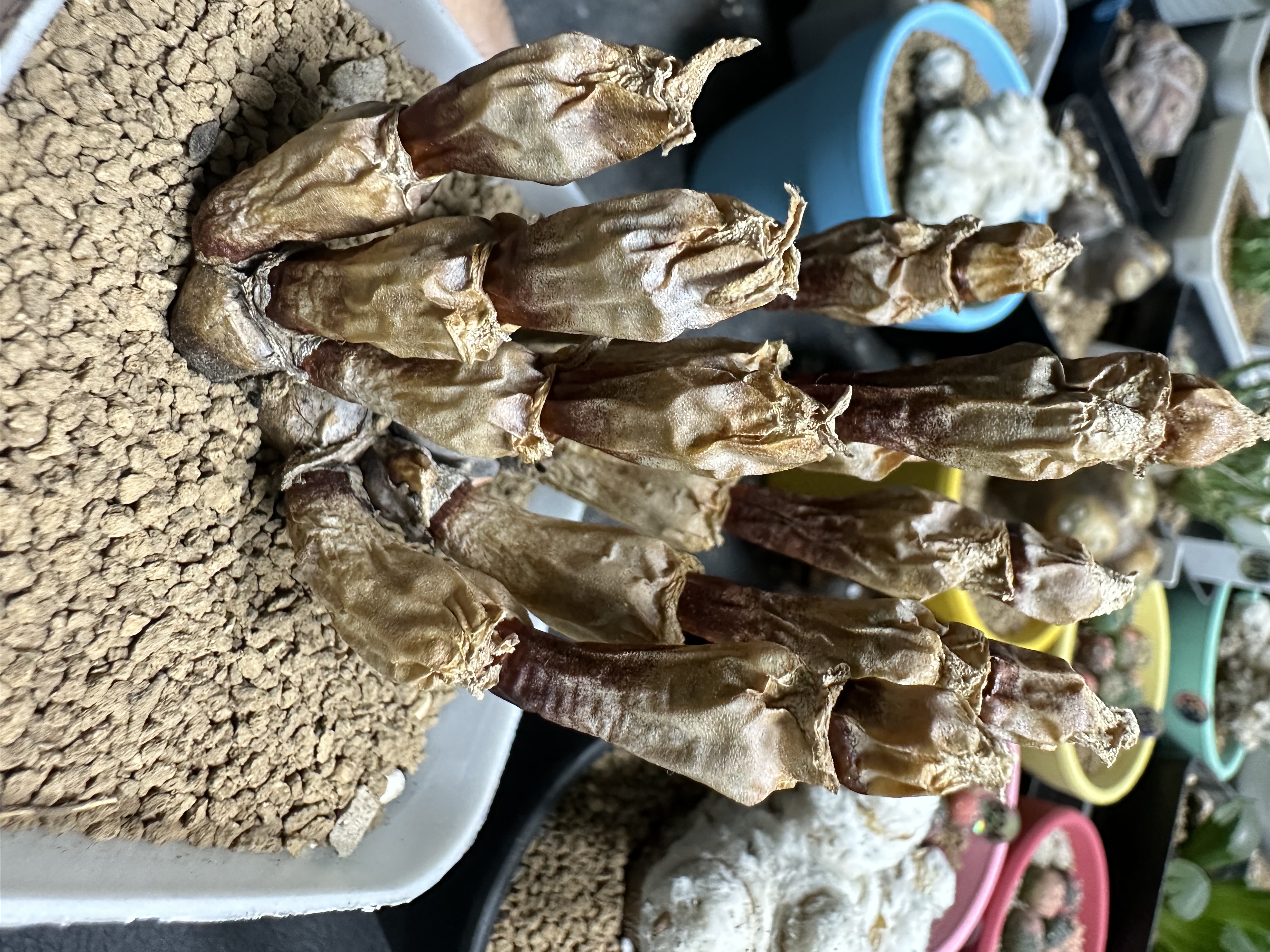 碧光环小兔子兔耳朵裸根发货