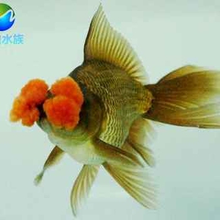 紫绒球绒秀金鱼文种金鱼