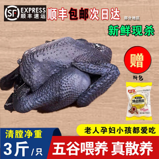 正宗农家散养0激素新鲜五黑乌骨鸡清真滋补乌骨鸡月子鸡顺丰包邮