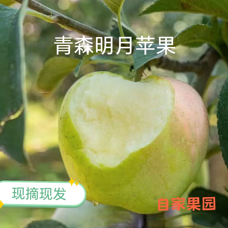 青森水蜜桃青岛胶南宝山明月纯甜多汁青苹果新鲜现摘苹果非王林