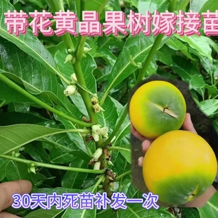 带花发货新品种大果黄晶果树苗冬蜜黄晶果嫁接苗庭院盆栽南方果树