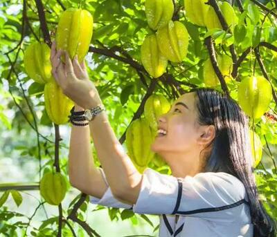 台湾四季甜杨桃树苗当年结果嫁接苗庭院盆栽南方果树种植