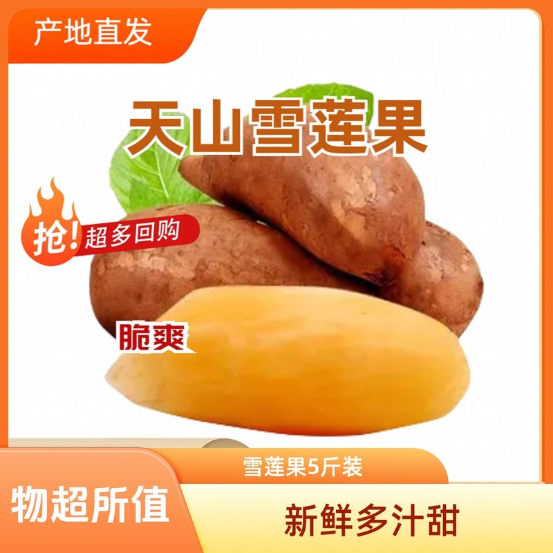 云南雪莲果清甜多汁脆嫩可口新鲜水果现挖发货5斤5-10个装