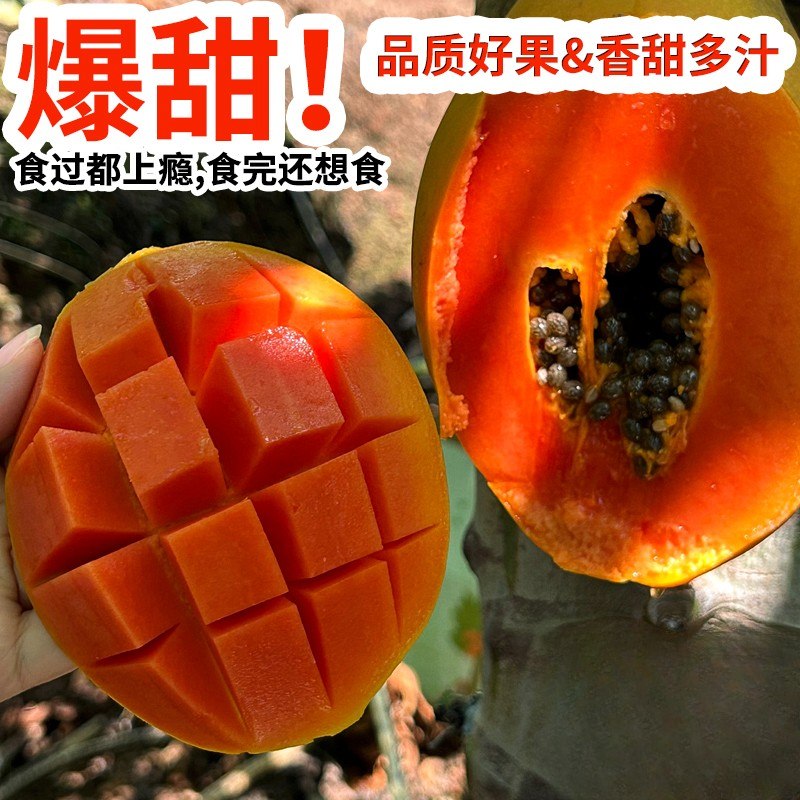 湛鲜生树上熟冰糖心雷州牛奶冰糖木瓜香甜孕妈宝宝包邮送上门