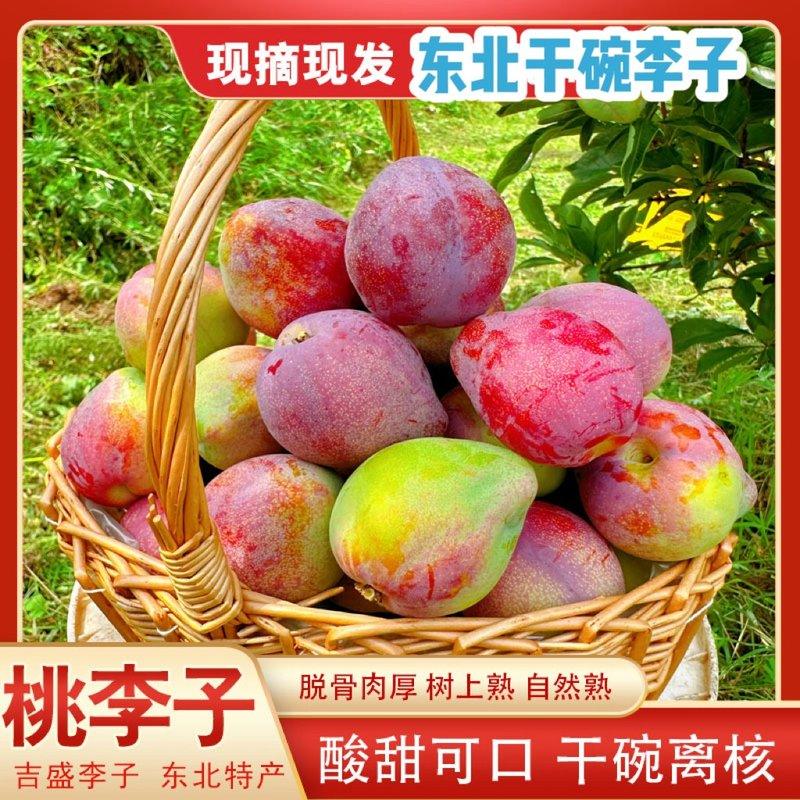 东北干碗李子 吉盛桃李子 新鲜现摘现发3斤5斤包邮